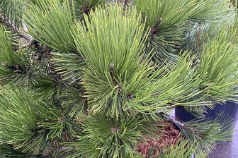 https://cdn.zilvercms.nl/http://yarinde.zilvercdn.nl/Slangenhuidden - Pinus leucodermis 'Compact Gem'