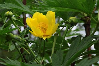 https://cdn.zilvercms.nl/http://yarinde.zilvercdn.nl/Pioenroos - Paeonia lutea 'Yellow Queen'