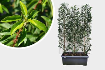 https://cdn.zilvercms.nl/http://yarinde.zilvercdn.nl/Prunus l. 'Angustifolia' kant en klaar haag 120 x 180 cm, C90.jpg