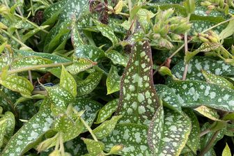 https://cdn.zilvercms.nl/http://yarinde.zilvercdn.nl/Longkruid - Pulmonaria 'Trevi Fountain'