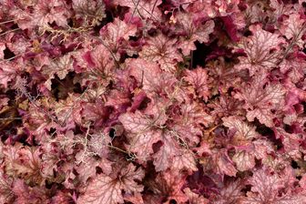 https://cdn.zilvercms.nl/http://yarinde.zilvercdn.nl/Purperklokje - Heuchera 'Peach Parfait'