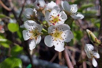 https://cdn.zilvercms.nl/http://yarinde.zilvercdn.nl/Perenboom - Pyrus communis 'Bonne Louise d'Avranches' bloesem