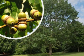 https://cdn.zilvercms.nl/http://yarinde.zilvercdn.nl/Amerikaanse eik - Quercus rubra boom