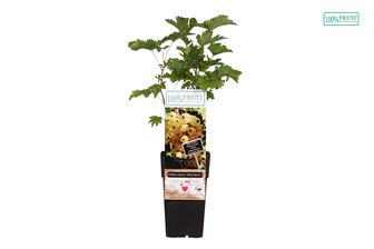 https://cdn.zilvercms.nl/http://yarinde.zilvercdn.nl/Witte aalbes - Ribes rubrum 'Witte Parel'