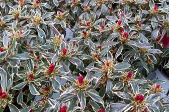 https://cdn.zilvercms.nl/http://yarinde.zilvercdn.nl/Rododendron - Rhododendron 'Bollywood'