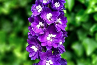 https://cdn.zilvercms.nl/http://yarinde.zilvercdn.nl/Ridderspoor - Delphinium 'King Arthur' onderdeel van borderpakket