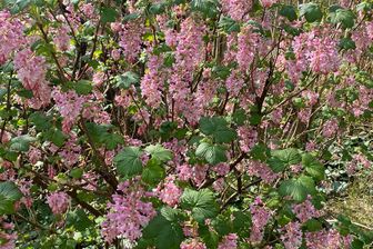 https://cdn.zilvercms.nl/http://yarinde.zilvercdn.nl/Rode Ribes - Ribes sanguineum 'King Edward VII' eetbare tuinplanten