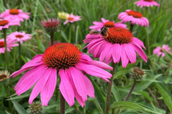 https://cdn.zilvercms.nl/http://yarinde.zilvercdn.nl/Rode Zonnehoed - Echinacea purpurea 'Magnus'