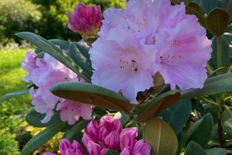 https://cdn.zilvercms.nl/http://yarinde.zilvercdn.nl/Rododendron - Rhododendron 'Silberwolke'