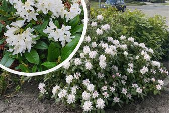 https://cdn.zilvercms.nl/http://yarinde.zilvercdn.nl/Groenblijvende Strauch - Rhododendron 'Cunningham's White