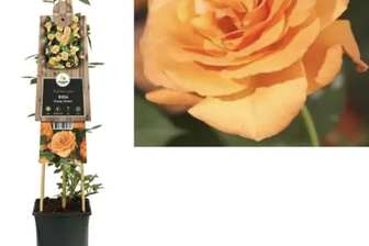 https://cdn.zilvercms.nl/http://yarinde.zilvercdn.nl/Rosa (K) 'Orange Climber'