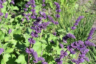 https://cdn.zilvercms.nl/http://yarinde.zilvercdn.nl/Salvia Verticillata 'Purple Rain'
