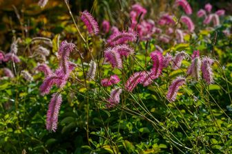 https://cdn.zilvercms.nl/http://yarinde.zilvercdn.nl/Sanguisorba Obtusa roze bloeiende variant