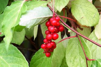 https://cdn.zilvercms.nl/http://yarinde.zilvercdn.nl/Vijfsmakenbes - Schisandra chinensis 'Sadova Nr1'