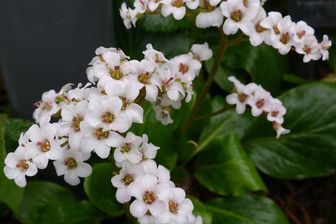 https://cdn.zilvercms.nl/http://yarinde.zilvercdn.nl/Schoenlappersplant - Bergenia 'Bressingham White'.jpg