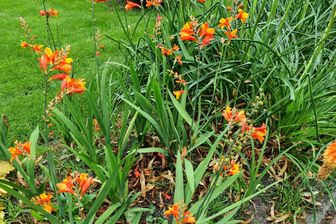 https://cdn.zilvercms.nl/http://yarinde.zilvercdn.nl/Crocosmia Emily Mckenzie - Klantfoto van borderpakket Levi