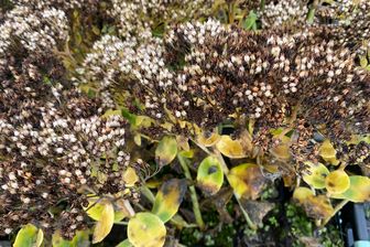 https://cdn.zilvercms.nl/http://yarinde.zilvercdn.nl/Sedum spectabile 'Stardust' in de herfst