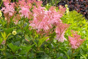 https://cdn.zilvercms.nl/http://yarinde.zilvercdn.nl/Spirea-Filipendula-rubra-Venusta.jpg