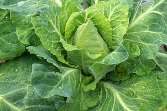 https://cdn.zilvercms.nl/http://yarinde.zilvercdn.nl/Spitskool - Brassica oleracea capitata alba conica