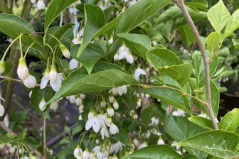 https://cdn.zilvercms.nl/http://yarinde.zilvercdn.nl/Bloei Storaxboom - Styrax japonicus 'June Snow'