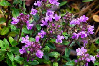 https://cdn.zilvercms.nl/http://yarinde.zilvercdn.nl/Bloei Thymus serpyllum 'Elfin'