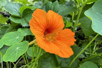 https://cdn.zilvercms.nl/http://yarinde.zilvercdn.nl/Oranje bloem Oost-Indische kers - Tropaeolum majus