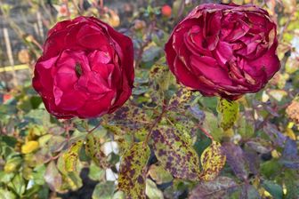 https://cdn.zilvercms.nl/http://yarinde.zilvercdn.nl/Trosroos - Rosa 'Rouge Meilove'