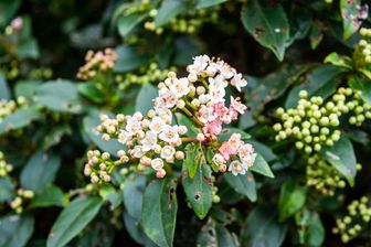 https://cdn.zilvercms.nl/http://yarinde.zilvercdn.nl/Viburnum tinus 'Gwenllian' in bloei