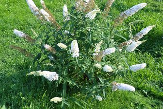 https://cdn.zilvercms.nl/http://yarinde.zilvercdn.nl/Vlinderstruik - Buddleja davidii 'Free Petite Snow White'