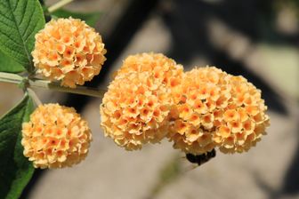 https://cdn.zilvercms.nl/http://yarinde.zilvercdn.nl/Vlinderstruik - Buddleja weyeriana 'Sungold'