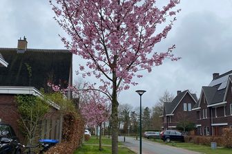 https://cdn.zilvercms.nl/http://yarinde.zilvercdn.nl/Japanse sierkers - Prunus serrulata 'Kanzan' Hoogstam