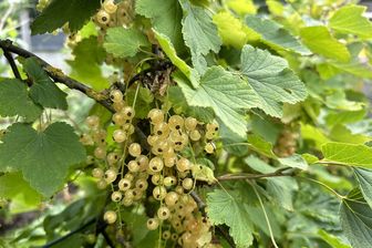 https://cdn.zilvercms.nl/http://yarinde.zilvercdn.nl/Ribes rubrum 'Werdavia' - Weiße Beeren