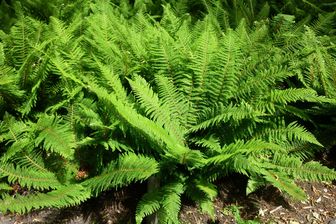 https://cdn.zilvercms.nl/http://yarinde.zilvercdn.nl/Zachte naaldvaren - Polystichum setiferum