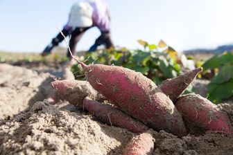 https://cdn.zilvercms.nl/http://yarinde.zilvercdn.nl/Zoete Kartoffel - Süßkartoffelpflanze Ipomoea batatas