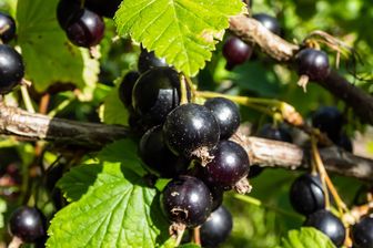 https://cdn.zilvercms.nl/http://yarinde.zilvercdn.nl/Zwarte-bes-Ribes-nigrum lowberry 'Little Black Sugar'