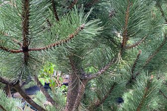 https://cdn.zilvercms.nl/http://yarinde.zilvercdn.nl/Zwarte den - Pinus nigra 'Compacta'
