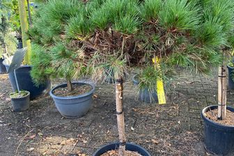 https://cdn.zilvercms.nl/http://yarinde.zilvercdn.nl/Zwarte den op stam - Pinus nigra 'Brepo'