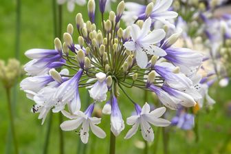 https://cdn.zilvercms.nl/http://yarinde.zilvercdn.nl/agapanthus-twister.jpg