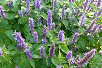 https://cdn.zilvercms.nl/http://yarinde.zilvercdn.nl/Koreaanse Minze - Agastache rugosa (Anisgewächs)