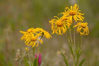 https://cdn.zilvercms.nl/http://yarinde.zilvercdn.nl/Helenium Hoopesii