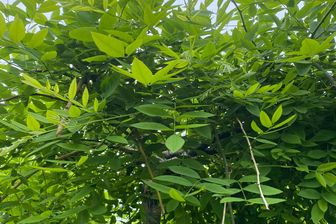 https://cdn.zilvercms.nl/http://yarinde.zilvercdn.nl/Honingboom op hoogstam - Sophora japonica