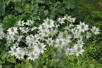 https://cdn.zilvercms.nl/http://yarinde.zilvercdn.nl/ivoordistel-Eryngium-giganteum-Silver-Ghost.jpg