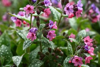 https://cdn.zilvercms.nl/http://yarinde.zilvercdn.nl/longkruid-Pulmonaria-Saccharata-Pink-Dawn.jpg