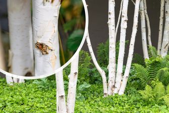 https://cdn.zilvercms.nl/http://yarinde.zilvercdn.nl/Witte Himalayaberk Betula utilis jacquemontii (meerstammig)