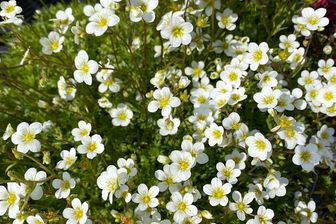 https://cdn.zilvercms.nl/http://yarinde.zilvercdn.nl/Steenbreek - Saxifraga arendsii 'Schneeteppich'