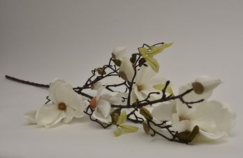 Magnolia cream 110cm