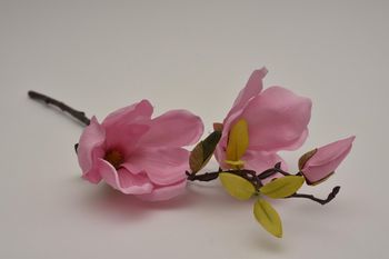 Magnolia pick 'Scent' pink 50cm
