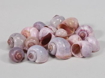 pb. kg nattai shells l.pink 1kg