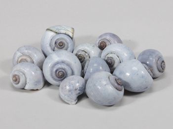 pb. kg nattai shells l.blue 1kg