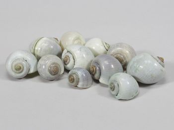 pb. kg nattai shells l.green 1kg